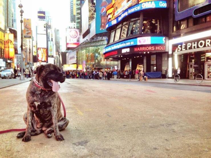 Kanser olan köpeğiyle veda yolculuğuna çıktı