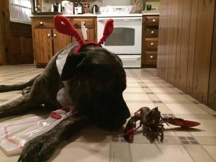 Kanser olan köpeğiyle veda yolculuğuna çıktı