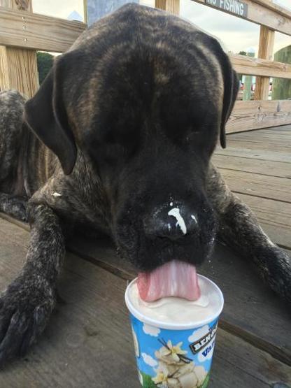 Kanser olan köpeğiyle veda yolculuğuna çıktı