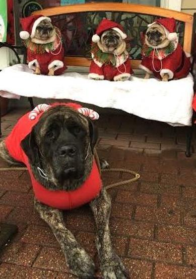 Kanser olan köpeğiyle veda yolculuğuna çıktı
