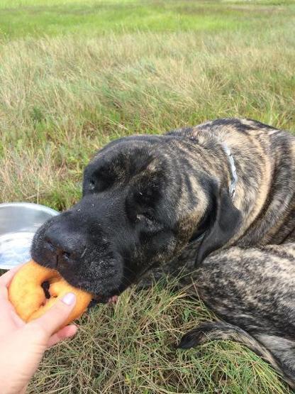 Kanser olan köpeğiyle veda yolculuğuna çıktı