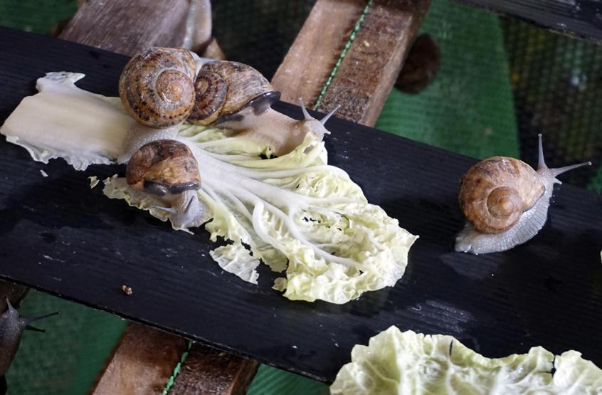 Güzelleşmek uğruna: Sümüklü böcek masajı
