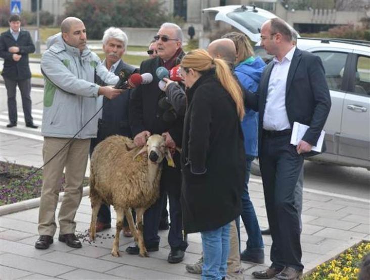 Ensar Öğüt basın toplantısına koçla geldi
