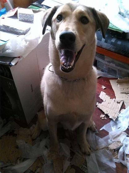 Bazı şımarık köpekler