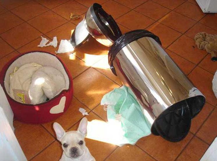 Bazı şımarık köpekler