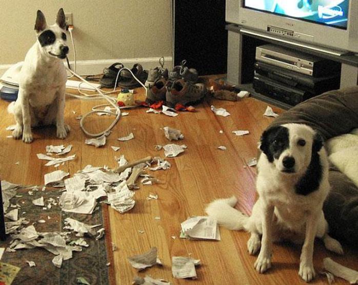 Bazı şımarık köpekler