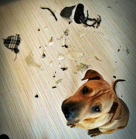 Bazı şımarık köpekler