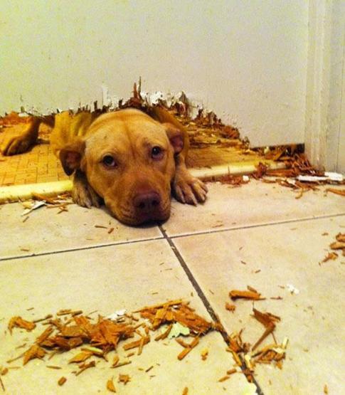 Bazı şımarık köpekler