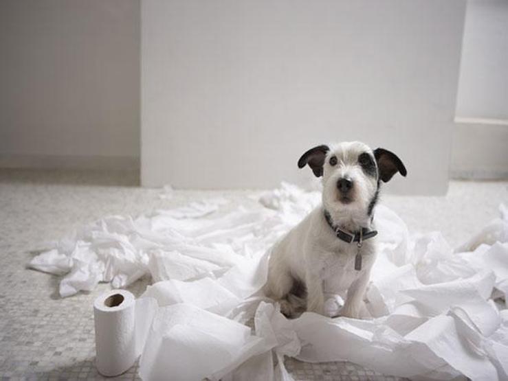 Bazı şımarık köpekler