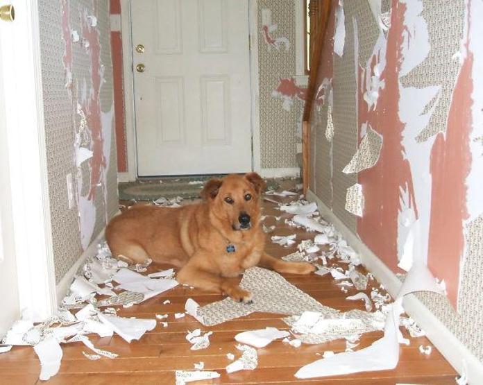 Bazı şımarık köpekler