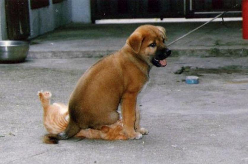 Bazı şımarık köpekler