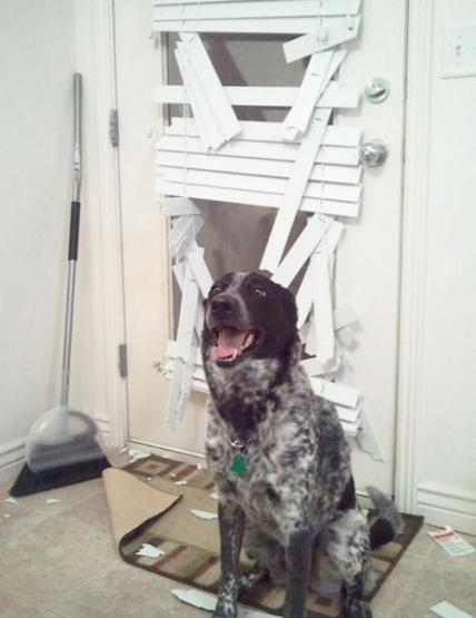 Bazı şımarık köpekler