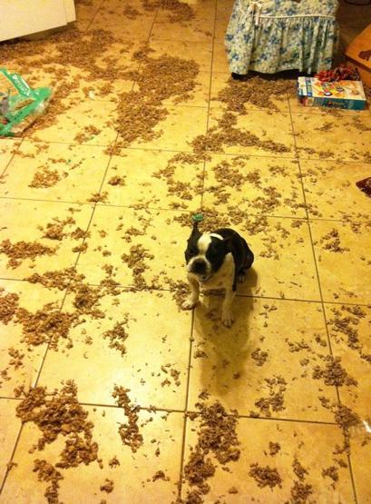 Bazı şımarık köpekler