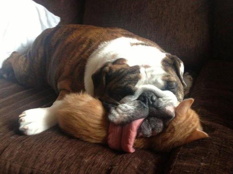 Bazı şımarık köpekler