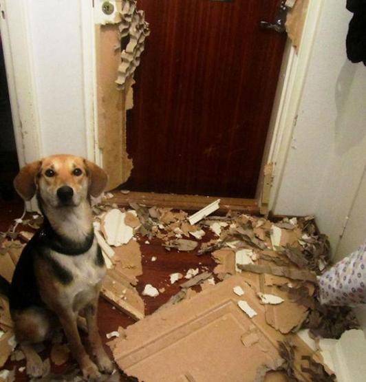 Bazı şımarık köpekler
