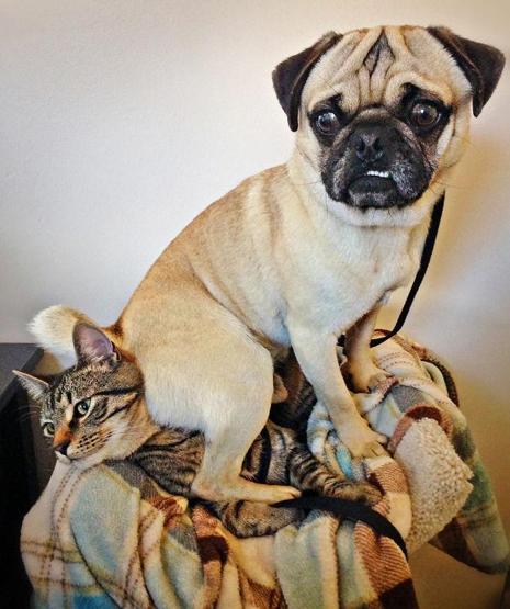 Bazı şımarık köpekler