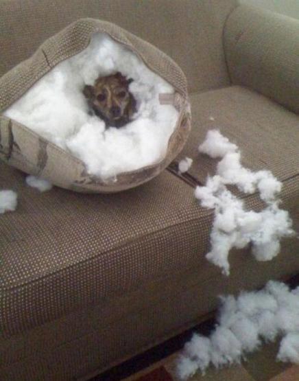 Bazı şımarık köpekler