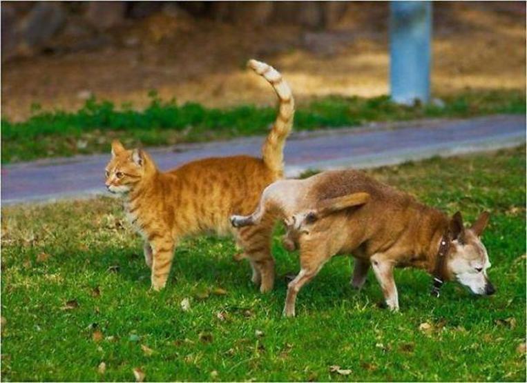 Bazı şımarık köpekler