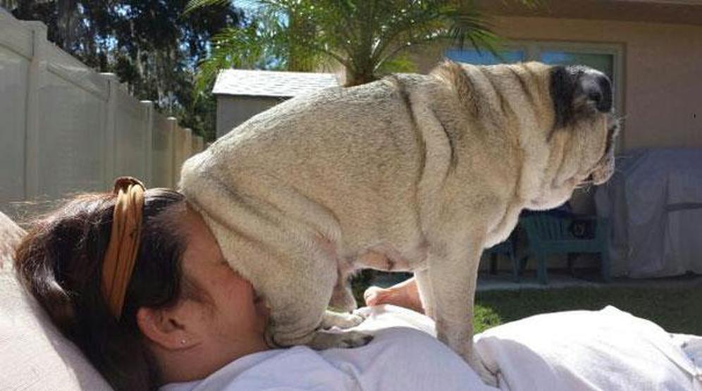 Bazı şımarık köpekler