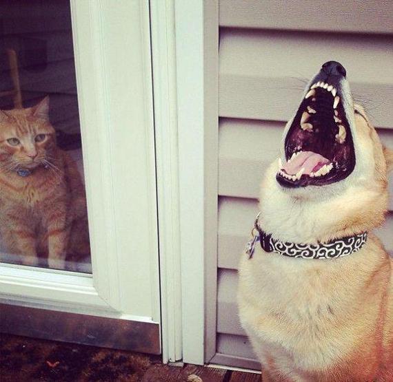 Bazı şımarık köpekler