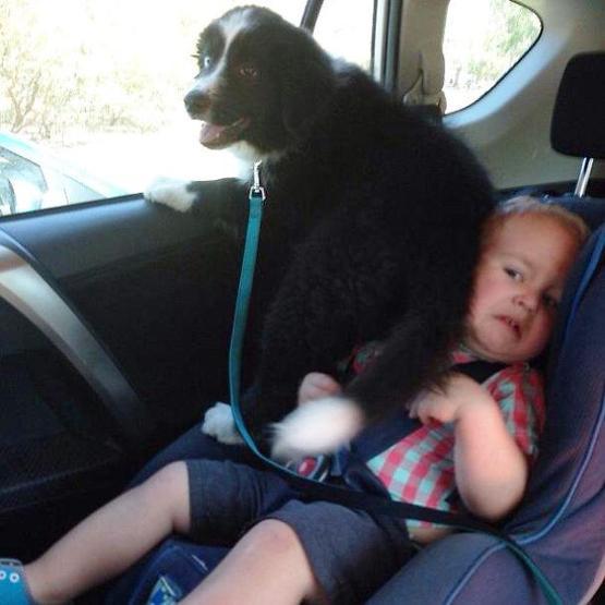 Bazı şımarık köpekler