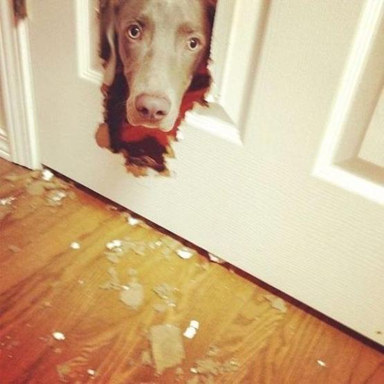 Bazı şımarık köpekler
