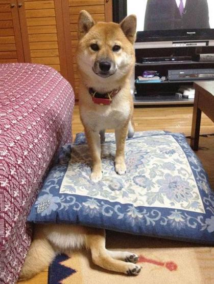 Bazı şımarık köpekler