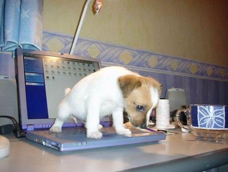 Bazı şımarık köpekler