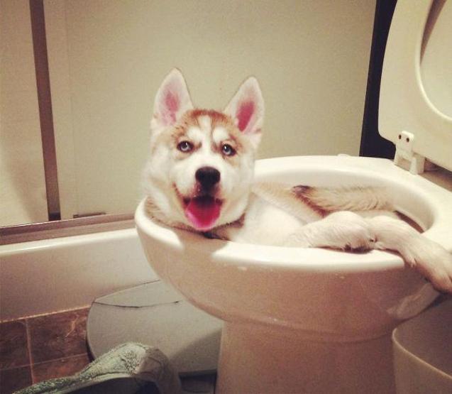 Bazı şımarık köpekler