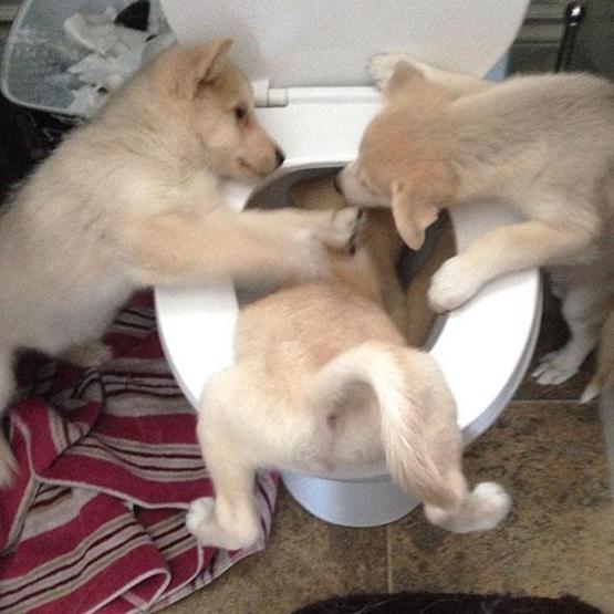 Bazı şımarık köpekler