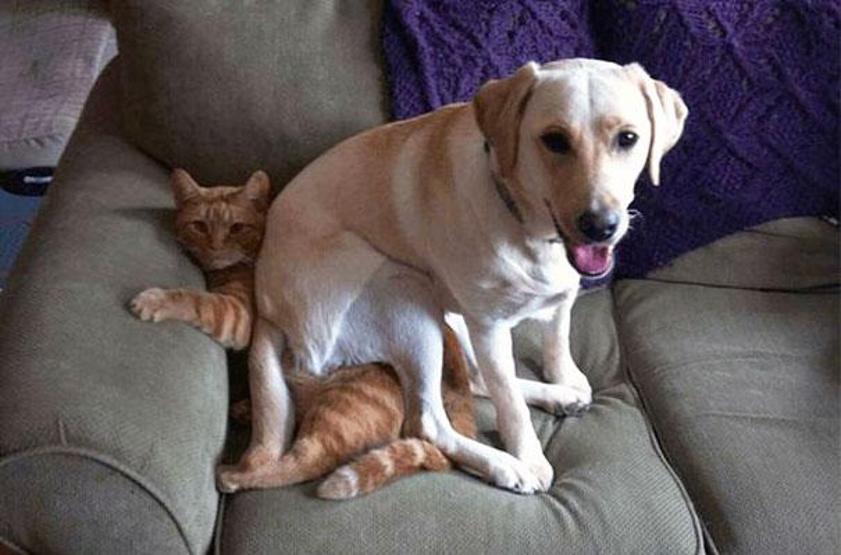 Bazı şımarık köpekler