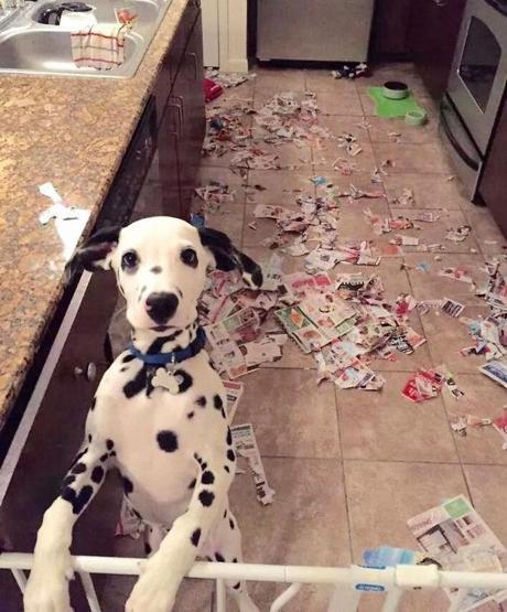 Bazı şımarık köpekler