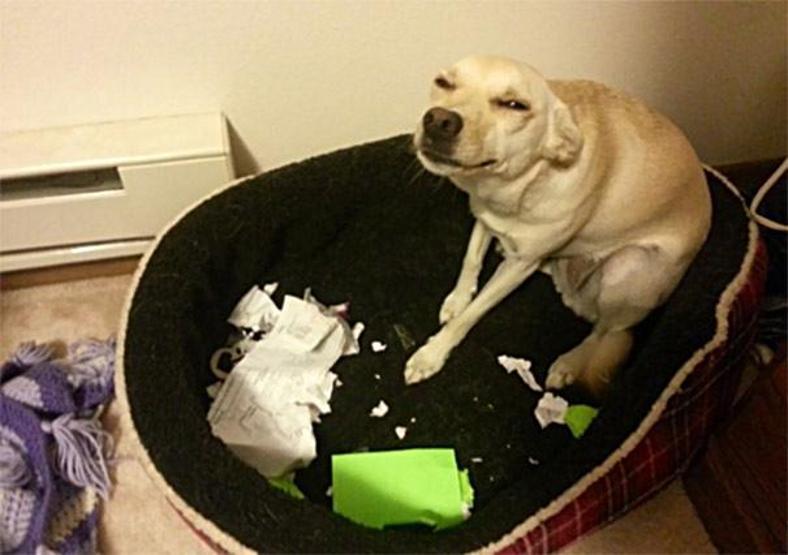 Bazı şımarık köpekler