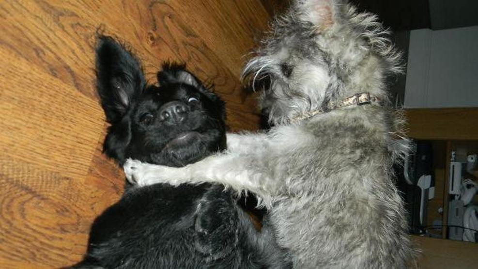 Bazı şımarık köpekler