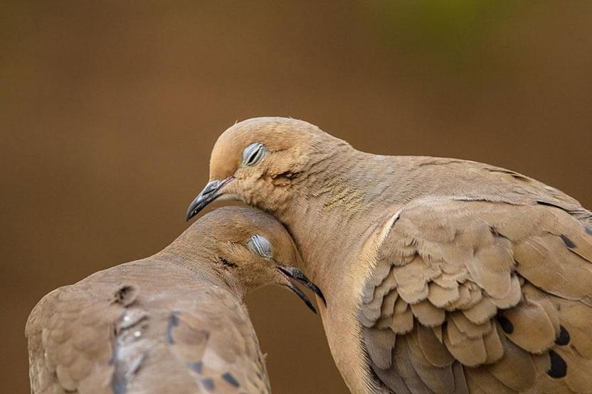 Hayvanlar aleminde aşkın varlığını kanıtlayan 49 fotoğraf