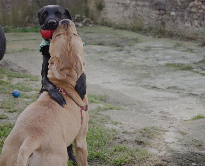 Hayvanlar aleminde aşkın varlığını kanıtlayan 49 fotoğraf