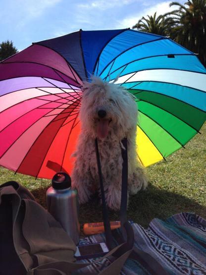 Bu köpek çok popüler