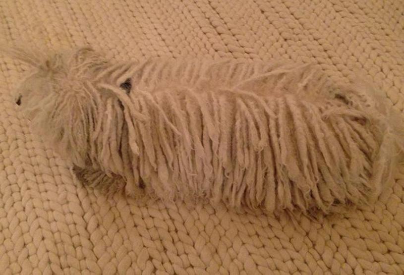 Bu köpek çok popüler