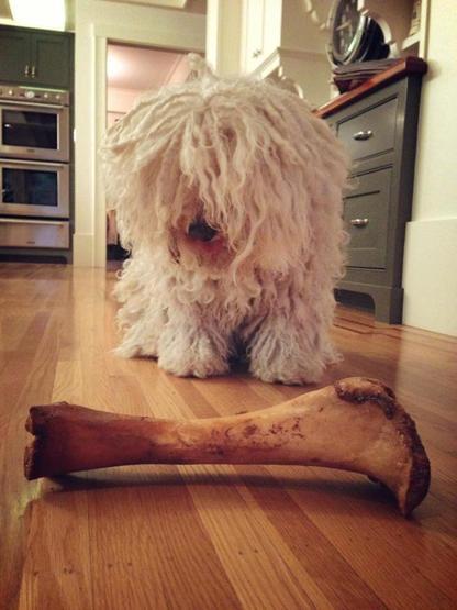 Bu köpek çok popüler