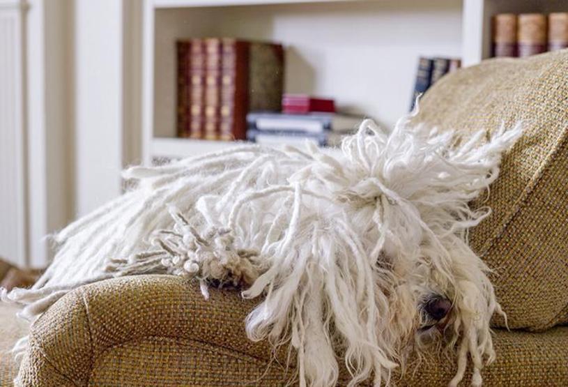 Bu köpek çok popüler