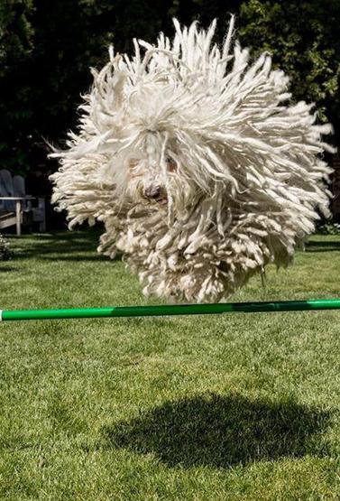 Bu köpek çok popüler