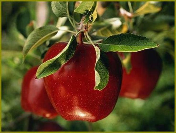 Elmanın faydaları