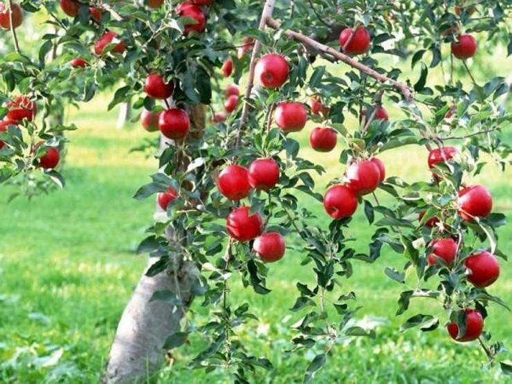 Elmanın faydaları