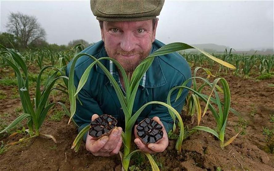 Siyah sarımsağın faydaları