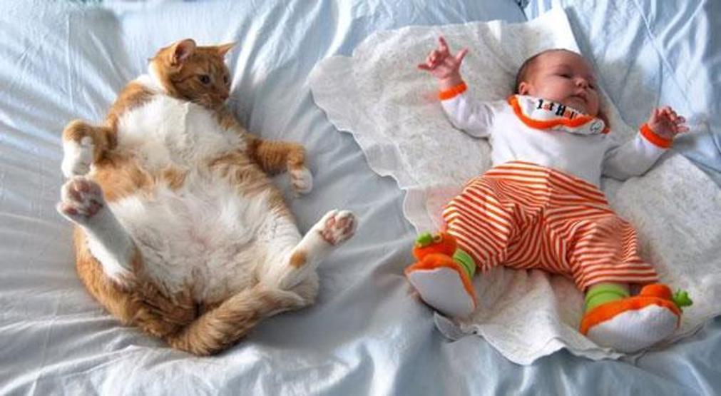 Çocuğunuzun kediye ihtiyacı olduğunu gösteren 35 fotoğraf