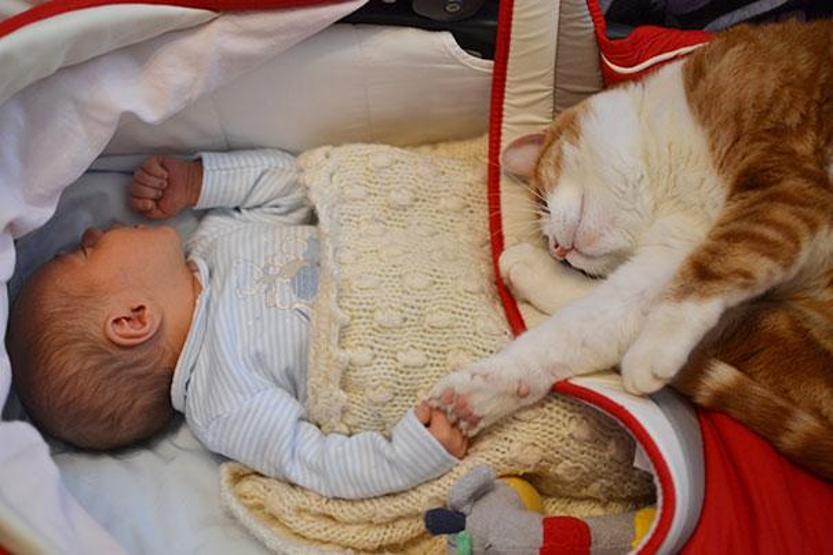 Çocuğunuzun kediye ihtiyacı olduğunu gösteren 35 fotoğraf