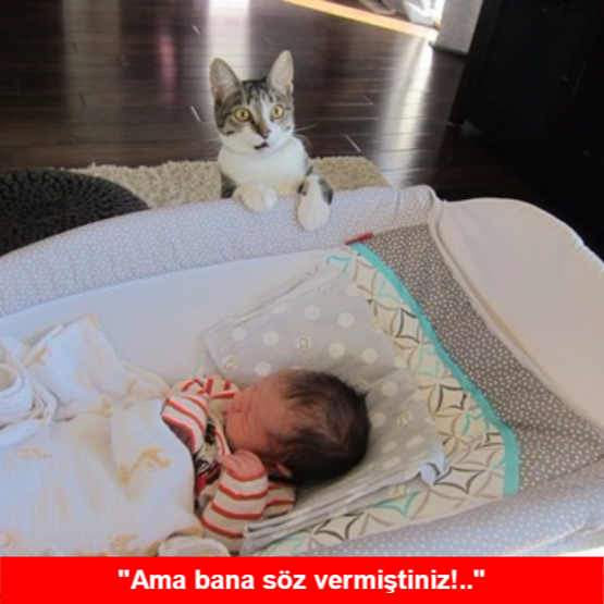 Yeni bebekten habersiz evin kedisinin büyük hayal kırıklığı