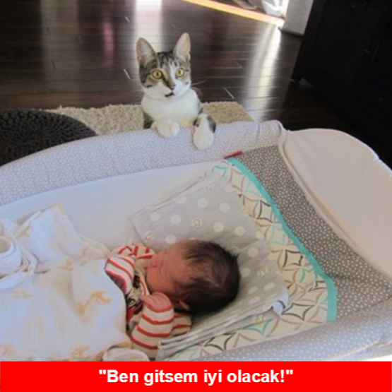 Yeni bebekten habersiz evin kedisinin büyük hayal kırıklığı