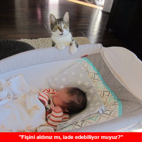 Yeni bebekten habersiz evin kedisinin büyük hayal kırıklığı