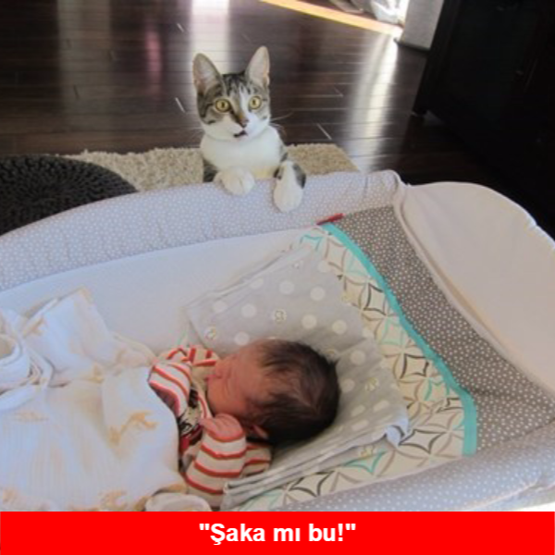 Yeni bebekten habersiz evin kedisinin büyük hayal kırıklığı